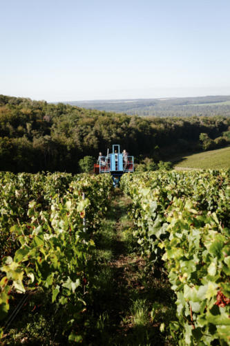 Champagne Guy de Forez - Tracteur - Travaux dans les vignes