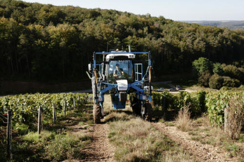 Champagne Guy de Forez - Tracteur - Travaux dans les vignes