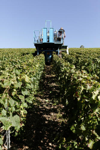 Champagne Guy de Forez - Tracteur - Travaux dans les vignes