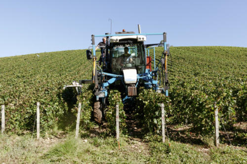 Champagne Guy de Forez - Tracteur - Travaux dans les vignes