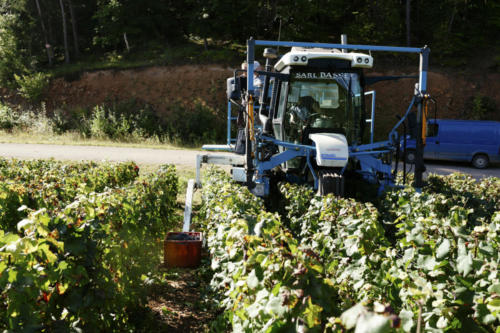 Champagne Guy de Forez - Tracteur - Travaux dans les vignes