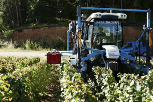 Champagne Guy de Forez - Tracteur - Travaux dans les vignes