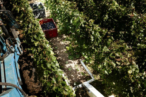 Champagne Guy de Forez - Tracteur - Travaux dans les vignes