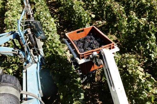 Champagne Guy de Forez - Tracteur - Travaux dans les vignes