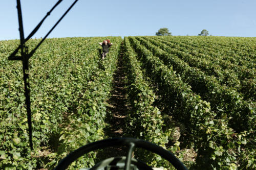 Champagne Guy de Forez - Tracteur - Travaux dans les vignes