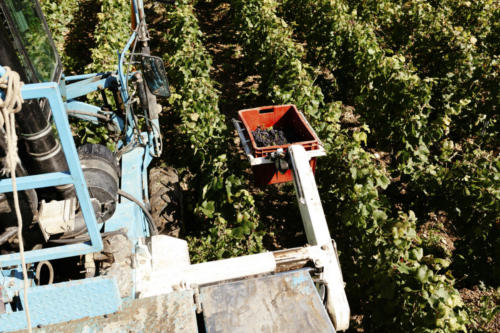 Champagne Guy de Forez - Tracteur - Travaux dans les vignes