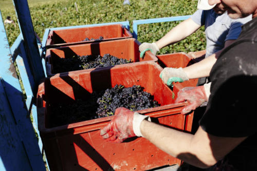 Champagne Guy de Forez - Tracteur - Travaux dans les vignes