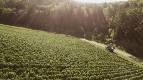 Champagne Guy de Forez - Tracteur - Travaux dans les vignes