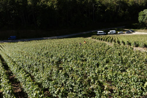 Champagne Guy de Forez - Vendanges 2021