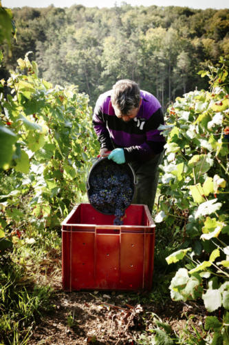 Champagne Guy de Forez - Vendanges 2021