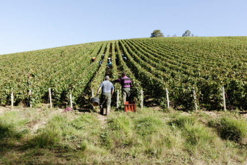 Champagne Guy de Forez - Vendanges 2021