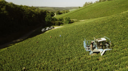 Champagne Guy de Forez - Vendanges 2021