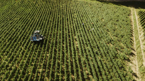 Champagne Guy de Forez - Vendanges 2021