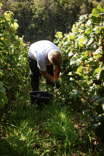 Champagne Guy de Forez - Vendanges 2021