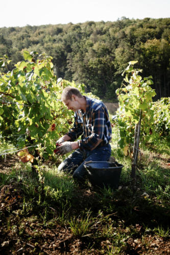 Champagne Guy de Forez - Vendanges 2021