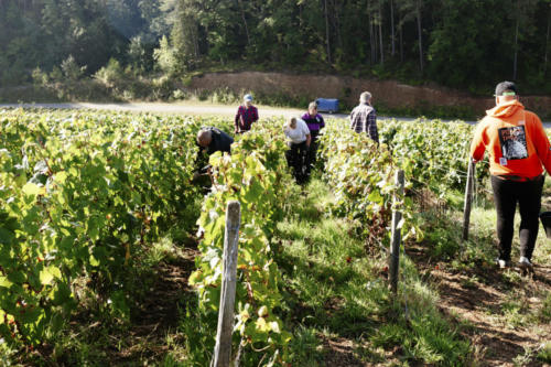 Champagne Guy de Forez - Vendanges 2021