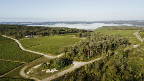 Champagne Guy de Forez Vignoble