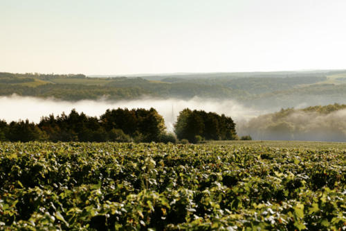 Champagne Guy de Forez Vignoble