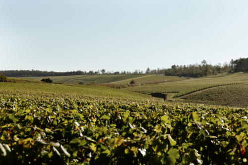 Champagne Guy de Forez Vignoble