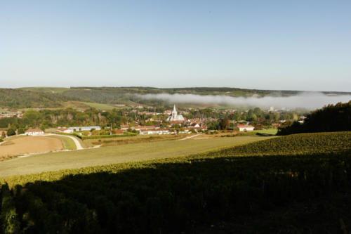 Champagne Guy de Forez Vignoble