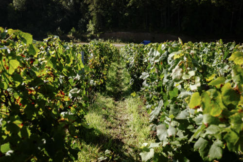 Champagne Guy de Forez Vignoble